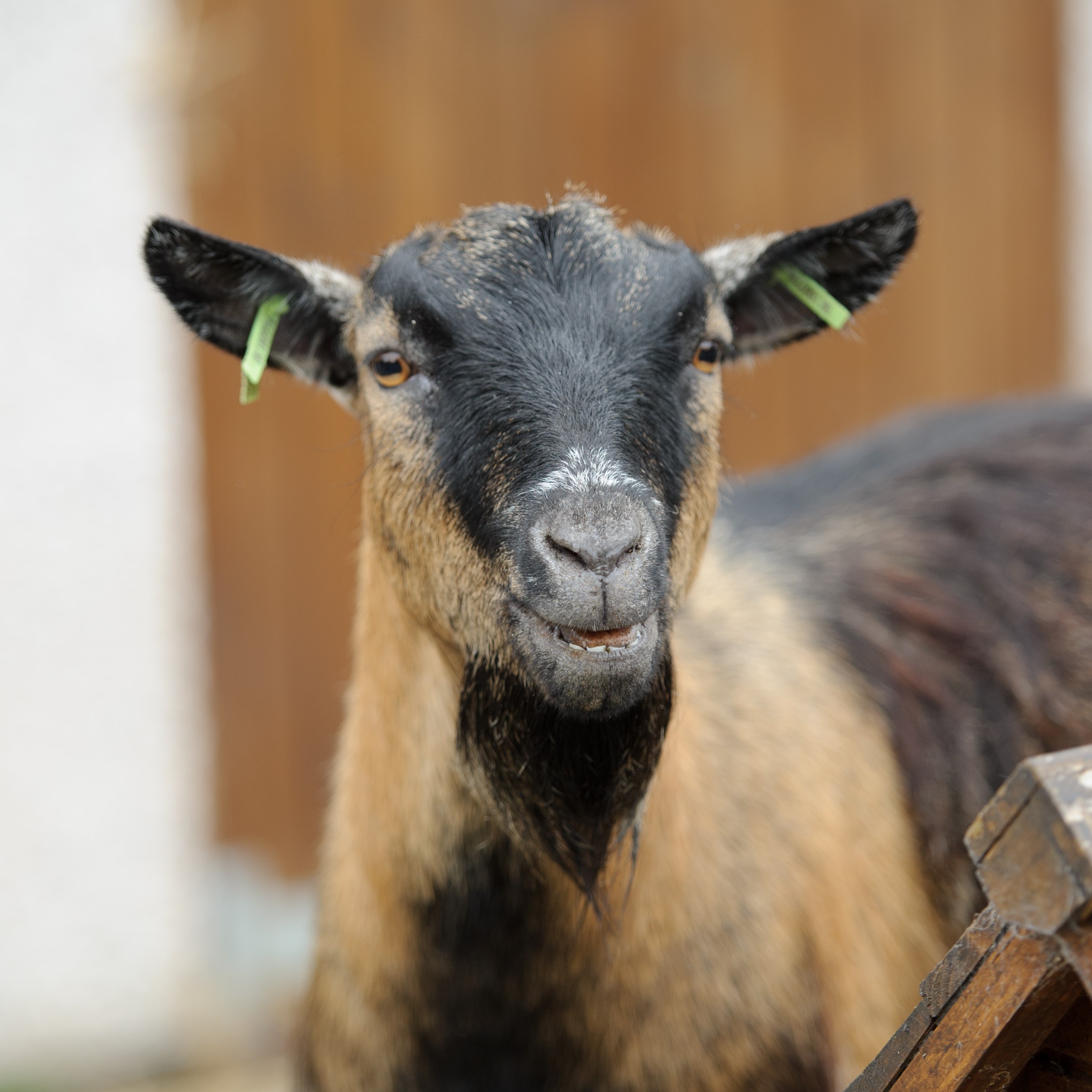 Animal Care Animal Care
