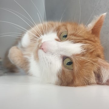 Cat Cuddling Cat Cuddling