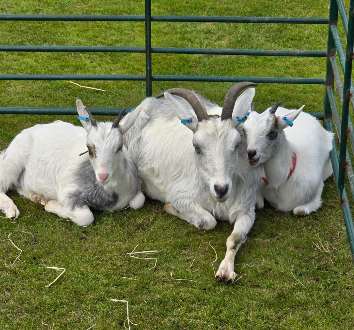 Farm and Stables Animal Care