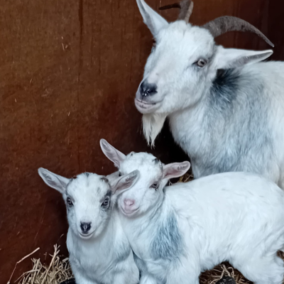 Anna, Elsa & Olaf: Rescue to Recovery at Woodlands