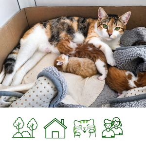 Harriet - RESERVED