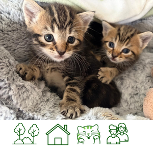 Q Kittens