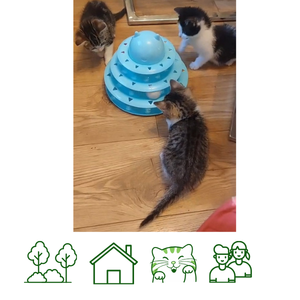 Winnie's Kittens