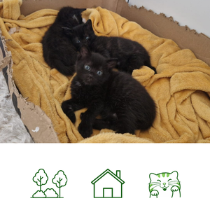 Yasmin's kittens (Reserved)