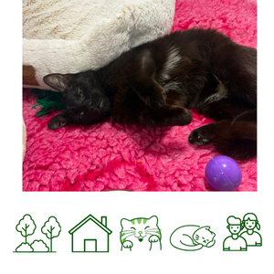 Minnie (Reserved)